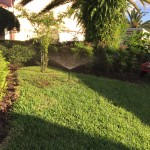 12-in pop up sprinkler installed in-ground and covering the turf nicely.