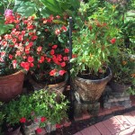 Riser amongst beautiful planters.