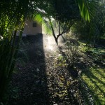 Light catching in-ground 12-in pop-up sprinklers with rotary nozzles.