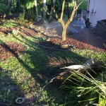 Light catching in-ground 12-in pop-up sprinklers with rotary nozzles.