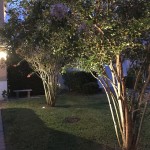 Crepe myrtles lit up with well lights.