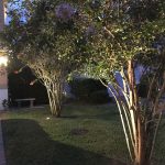 Crepe myrtles lit up with well lights.