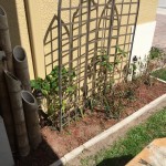 Small bed edged, mulched, with bamboo fountain, and decorative patio lights.